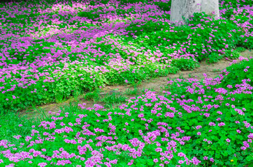 Spring scenery of Huanghelou Forest Park in Wuhan, Hubei