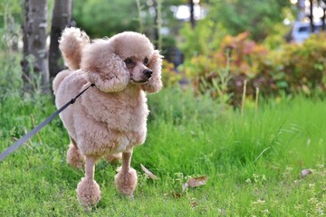 お散歩中のワンちゃん（トイプードル）