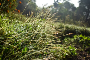 Setaria, commonly known as foxtail or bristle grasses, is a widespread genus of plants in the grass family.