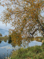 Obraz premium autumn trees reflected in water