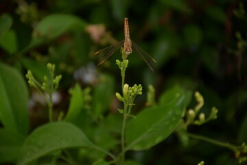 dragonfly on a flower