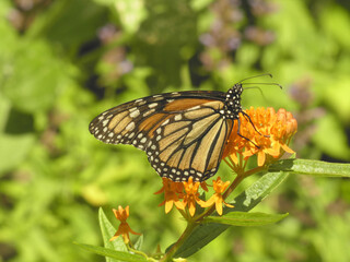 Butterfly monarch sitting on the flower