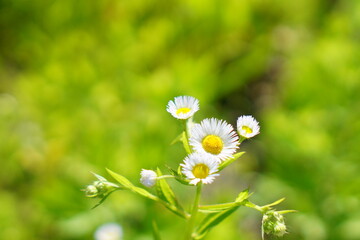 landscape of beautiful green mountains, summer in Japan