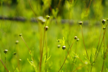 landscape of beautiful green mountains, summer in Japan