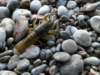 Shrimp on the stones