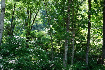 landscape of beautiful green mountains, summer in Japan