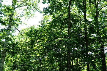 Obraz premium landscape of beautiful green mountains, summer in Japan