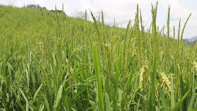 Wind blowing rice  on mountain in asia laos rural farming khmu and hmong ethnic group Video ful HD