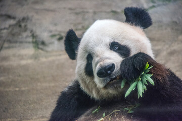 Panda series: giant panda bear eating bamboo
