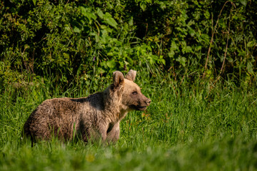 Brown Bear (Ursus arctos) in the forest. Carpathian Mountains, Bieszczady. Poland.