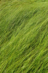 Green grass with yellowness. Closeup.