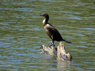 Cormorant bird sitting on wood