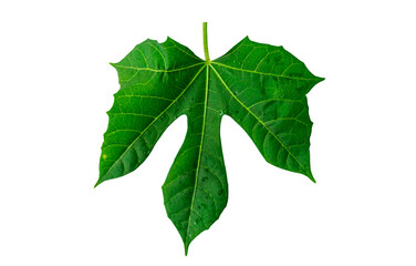 Tree spinach leaf isolated on white background.