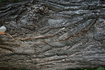 Pine bark Brown and gray natural wood background wood bark texture Background creative vintage. dry, cracked, with irregularities on the surface and a hollow