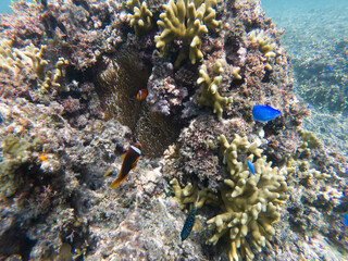 海中の魚のイメージ