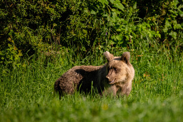 Brown Bear (Ursus arctos) in the forest. Carpathian Mountains, Bieszczady. Poland.