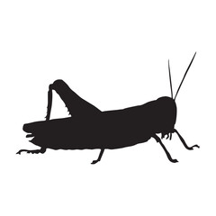 Standing Grasshopper (Caelifera) On a Side View Silhouette Found In Map Of Africa