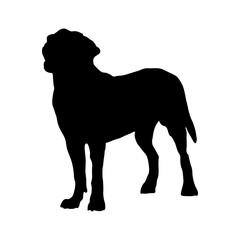 Greater Swiss Dog Silhouette Found In Map Of Europe