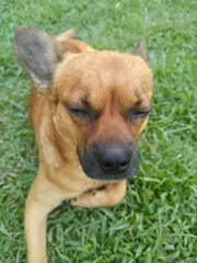 happy dog relaxing in the park on the grass