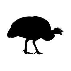 Guinea Guinea Fowl (Numididae) Standing On a Side View Silhouette Found In Map Of Africa