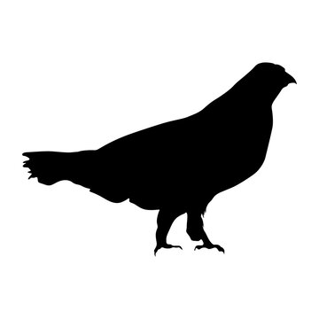 Grouse (Tetraoninae) Standing On a Side View Silhouette Found In Map Of Europe