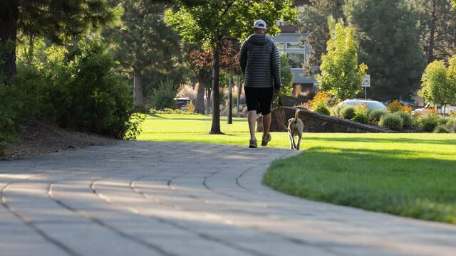 A man walks alone with his dog through a vibrant city park in 4k