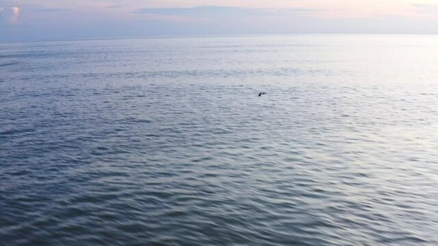 Aerial: American white pelican flying over Pacific Ocean at sunset, follow view