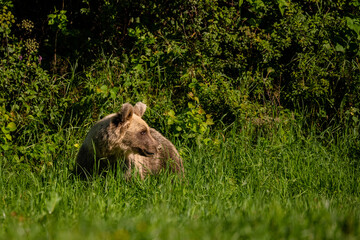 Brown Bear (Ursus arctos) in the forest. Carpathian Mountains, Bieszczady. Poland.