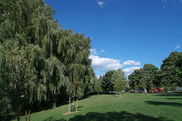 Fototapeta na wymiar park with large willow trees in summer