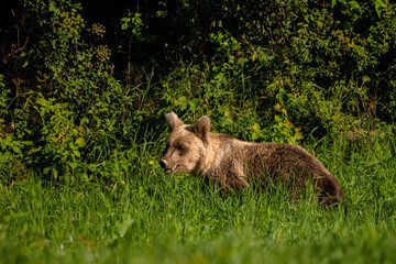 Fototapeta premium Brown Bear (Ursus arctos) in the forest. Carpathian Mountains, Bieszczady. Poland.