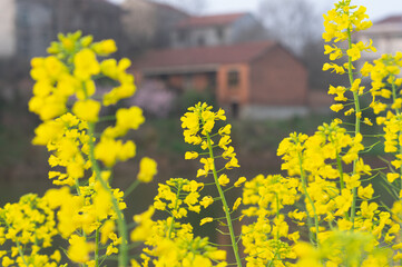 Spring scenery of Hubei Daye Zhaoshan Forest Park