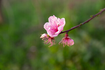 Obraz premium Spring scenery of Hubei Daye Zhaoshan Forest Park