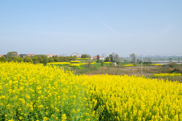 Spring scenery of Hubei Daye Zhaoshan Forest Park
