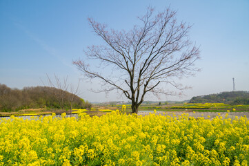 Spring scenery of Hubei Daye Zhaoshan Forest Park