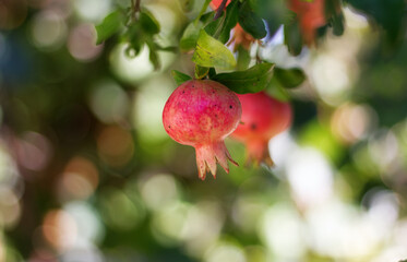 melograno, frutta, rosso, rami, albero, natura, verde, alimento, estate, frutteti, freschi