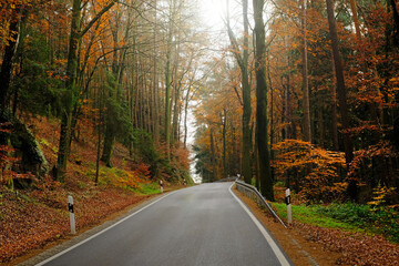 Autumn Road view. Autumn  nature landscape. Autumn travel and trips. Fall season. autumn nature wallpaper.Asphalt track in a bright autumn forest. Travel and hiking in the fall season 