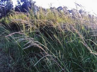 Grass seed plumes in late afternoon light with green brush background 2