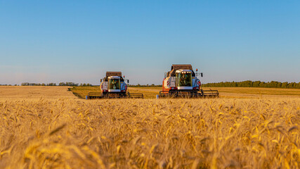 Fototapeta premium Combines and other equipment in the fields during the wheat harvest