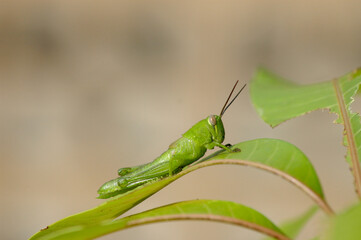 Green grasshopper on a leaf