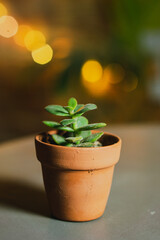 flower in pot