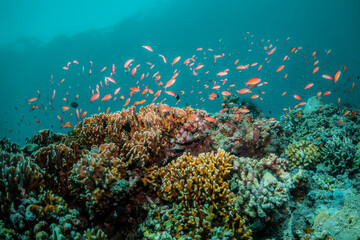 Colorful underwater reef scene, coral ecosystem with tropical fish in crystal clear blue water