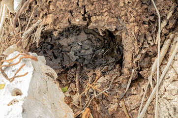 Old Ants Nest In A Hole At The Base Of A Tree