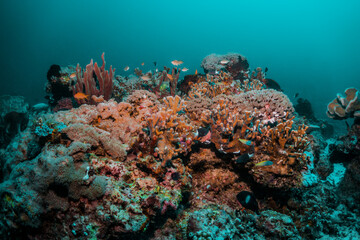 Naklejka na ściany i meble Underwater reef scene, colorful coral reef ecosystem with tropical fish and clear blue water, Indonesia diving