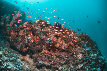 Naklejka na ściany i meble Underwater reef scene, colorful coral reef ecosystem with tropical fish and clear blue water, Indonesia diving