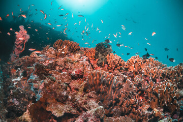 Underwater reef scene, colorful coral reef ecosystem with tropical fish and clear blue water, Indonesia diving