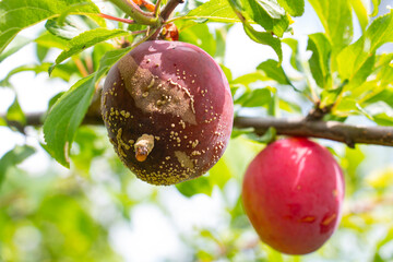Rotten red plum on fruit tree, plant disease affecting Monilia Laxa plants