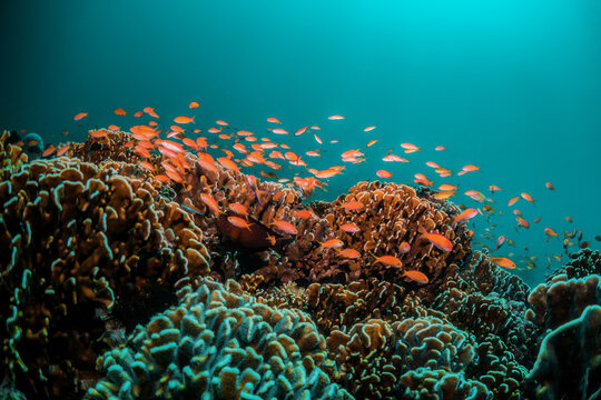Underwater reef scene, colorful coral reef ecosystem with tropical fish and clear blue water, Indonesia diving