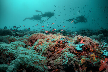 Fototapeta na wymiar Scuba divers swimming peacefully among colorful coral reef formations in crystal clear blue water