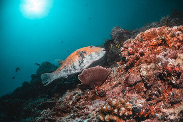 Fototapeta na wymiar Puffer fish swimming among coral reef in clear water