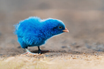 close up new born chicken blue on nature background